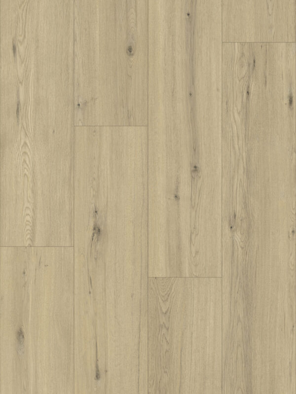 80641 Chur Oak (Majestic) - Image 4